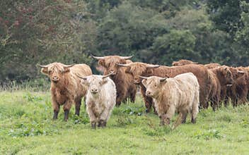 A close up photo of a herd of Highland Cows