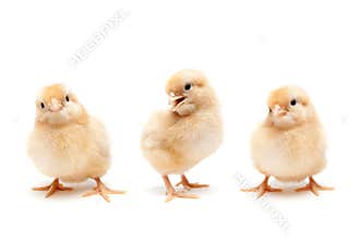 Three cute baby chickens chicks