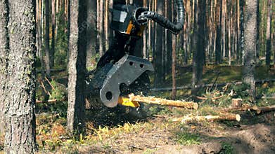 Felled pine is getting cut by the industrial vehicle. Deforestation, forest cutting concept.