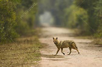 Indian Jackal, Canis aureus, Bharatpur, Rajasthan, India