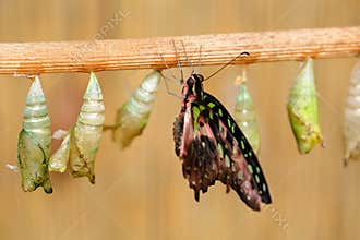 Butterfly chrysalis, insect beahaviour. Butterfly Tailed jay, Graphium agamemnon, birth - first minute of life. Nature habitat