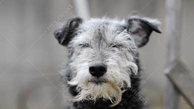 Head of a mixed breed grey and black dog looking directly at the camera