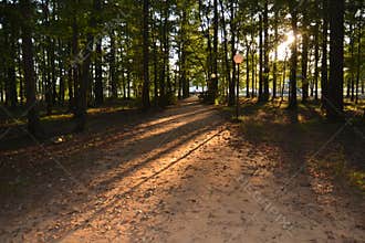 Sunlight streaming through trees