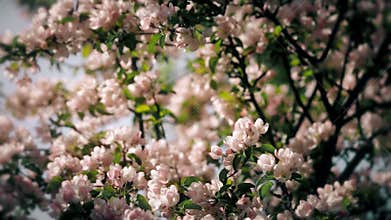 Delicate Flowers in Blossoming Spring Garden
