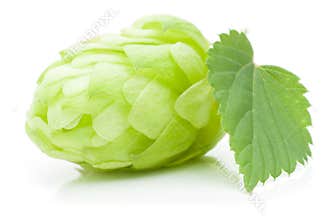 Hop cone