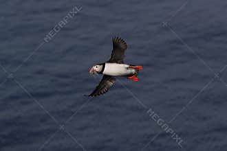 puffin flying & x28;fratercula arctica& x29; iceland