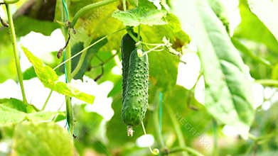 Cucumber in the vegetable garden.