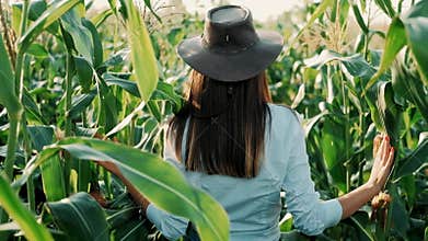 Young farmer girl in a hat, on a corn field, goes through the tall corn stalks in the sun. Cultivation of agricultural products. O