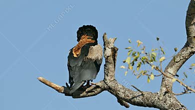 Bateleur eagle perched on a branch