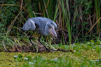 Shoebill, Balaeniceps rex