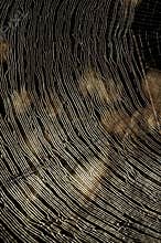 Curved Brightly Lit Spider Web