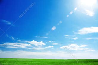 Field of fresh green grass and bright blue sky