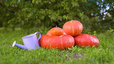 Pile of different sized orange pumpkins and a small purple garden watering can in the market lies on green grass on a background o