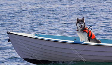 Animal Insurance