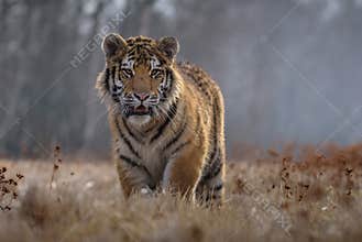 Siberian Tiger running. Beautiful, dynamic and powerful photo of this majestic animal. Set in environment typical for this amazing