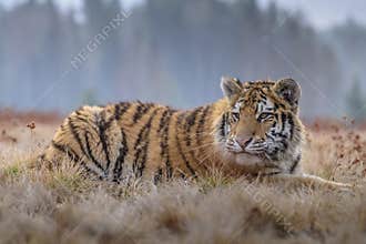 Siberian Tiger running. Beautiful, dynamic and powerful photo of this majestic animal. Set in environment typical for this amazing