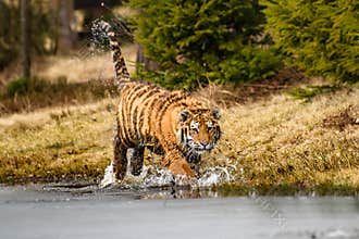 Siberian Tiger running. Beautiful, dynamic and powerful photo of this majestic animal. Set in environment typical for this amazing