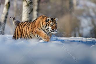 Siberian Tiger running. Beautiful, dynamic and powerful photo of this majestic animal. Set in environment typical for this amazing