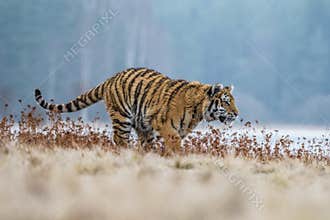 Siberian Tiger running. Beautiful, dynamic and powerful photo of this majestic animal. Set in environment typical for this amazing