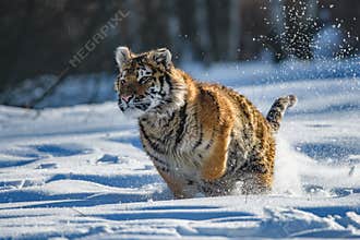 Siberian Tiger running. Beautiful, dynamic and powerful photo of this majestic animal. Set in environment typical for this amazing