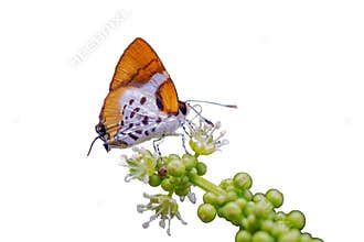 Witch  or Araotes lapithis lapithis Moore, 1858, beautiful butterfly perching on white flower with green background, Pangsida