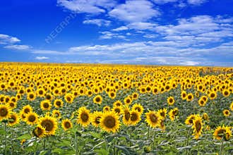 Sunflower Field