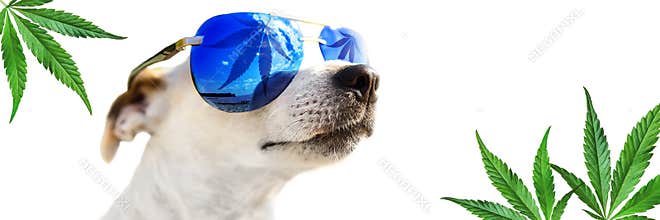 Dog Jack Russell in sunglasses, which leaf cannabis, marijuana. Hemp leaves in the background. Animal CBD Oil Concept