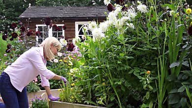 Mature woman at work planting flowers in garden at home