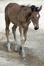Brown long-legged foal. White speck. The beauty of animals. Farm. Horse breeding.
