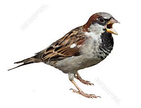 House Sparrow, Passer domesticus