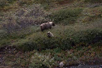 Denali Grizzlies in the fall
