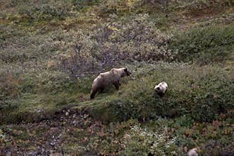Denali Grizzlies in the fall