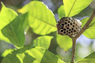 Wasps` nest on the branches of the tree.
