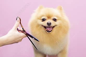 Dog gets hair cut at Pet Spa Grooming Salon. Closeup of Dog.