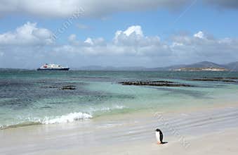 Beach on Carcass Island, Falkland Islands