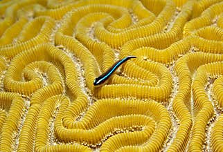 Neon goby