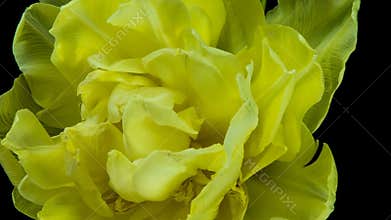 Tulips. Timelapse of bright pink striped colorful tulips flower blooming Time lapse tulip bunch of spring flowers