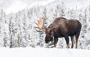 Moose in Snow in Jasper Canada