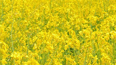 Rapeseed field blooming canola flowers