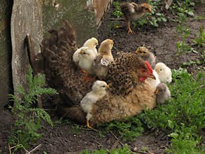 A hen a brood hen with chickens