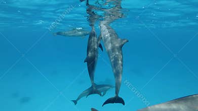 Three dolphins communicate with each other. Animals communication in the wildlife