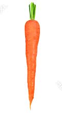 Carrot