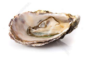 Fresh oyster