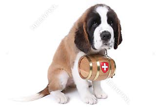 A Saint Bernard puppy with rescue barrel