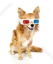 Red chihuahua dog with 3d glasses
