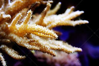 Colt Coral (Alcyonium)