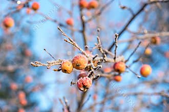 Paradise apple tree branch with small dry fruits close up detail, winter in garden on blue sky. Morning frost. Rime