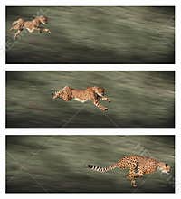 Cheetah frames