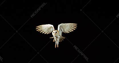 Barn Owl, tyto alba, Adult in flight, Normandy in France, Slow Motion