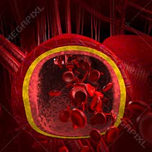 Blood arteries and veins cut